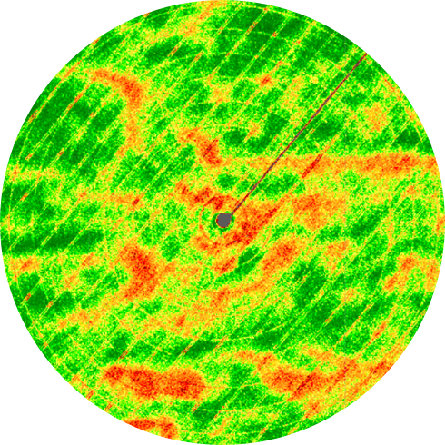disease_verticillium-wilt