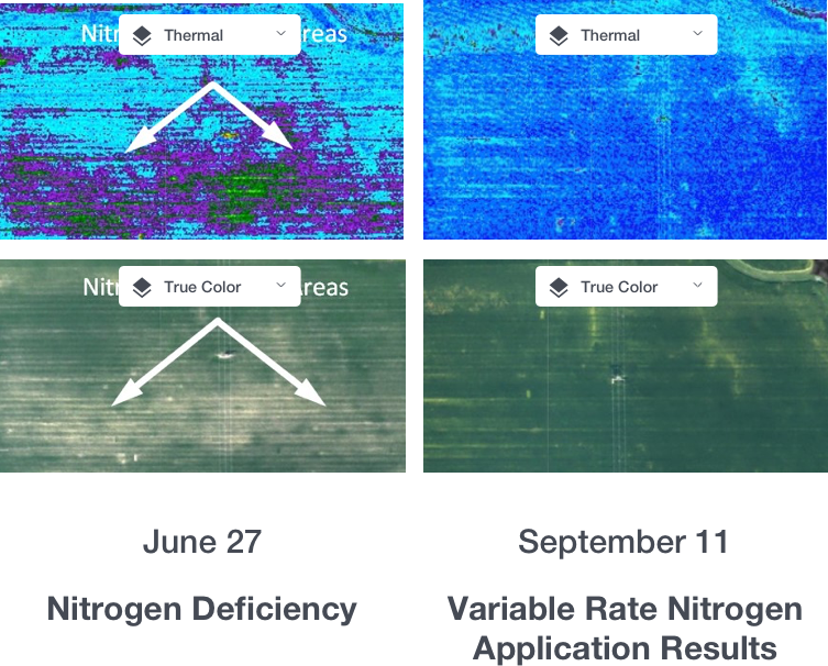nitrogen-deficiency-3